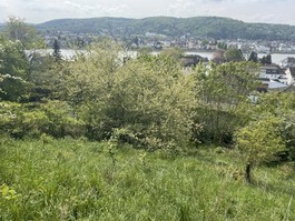 Blick auf den Rhein