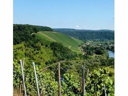 Weinberge an der Saar